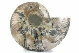 Cut & Polished Ammonite Fossil (Half) - Madagascar #362360-1